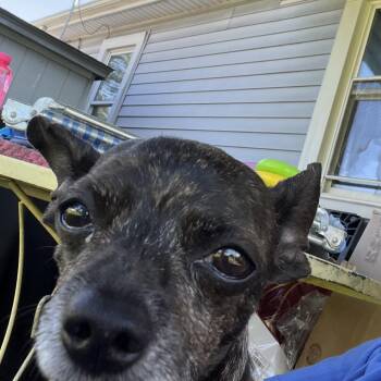 Roscoe -  Chihuahua Dog for Adoption in Farmersville, Ohio - Roscoe | PetCurious