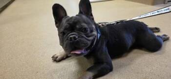Taco Beans -  French Bulldog Dog for Adoption in Farmers Branch, Texas - Taco Beans | PetCurious