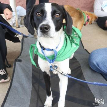 Beagle Dogs Available for Adoption in Washington, District Of Columbia - Selma | PetCurious