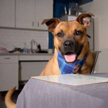Mixed Breed Dogs Available for Adoption in Atlanta, Georgia - Bandicoot | PetCurious