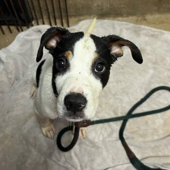 Rowan -  Mixed Breed Dog for Adoption in Chattanooga, Tennessee - Rowan | PetCurious