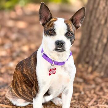 Gidget -  Boston Terrier Dog for Adoption in Boerne, Texas - Gidget | PetCurious