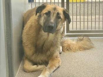 Rescue Mixed Breed Dogs for Adoption in Georgetown, Texas - China | PetCurious