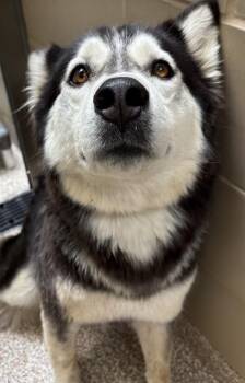 ANGELIQUE -  Siberian Husky Dog for Adoption in Pueblo, Colorado - ANGELIQUE | PetCurious