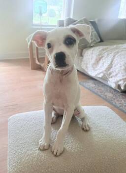 Dolly -  Boxer and Hound Dog for Adoption in Doylestown, Pennsylvania - Dolly | PetCurious