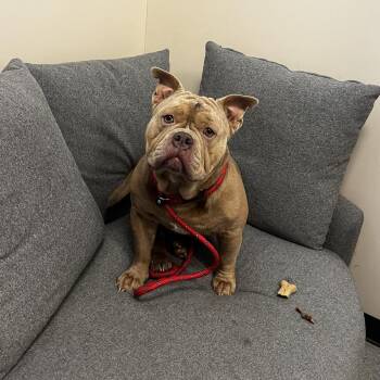 Sunny -  Pit Bull Terrier and English Bulldog Dog for Adoption in Chicago, Illinois - Sunny | PetCurious
