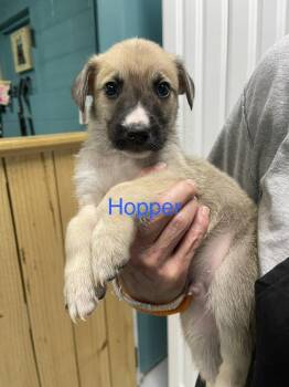 Hopper -  Husky and Labrador Retriever Dog for Adoption in Chattanooga, Tennessee - Hopper | PetCurious