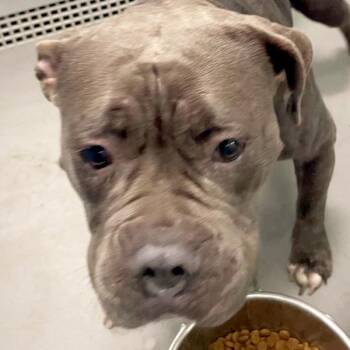 Ester -  Pit Bull Terrier Dog for Adoption in Des Moines, Iowa - Ester | PetCurious