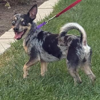 Mackey -  Chihuahua and Mixed Breed Dog for Adoption in Hudson, Illinois - Mackey | PetCurious