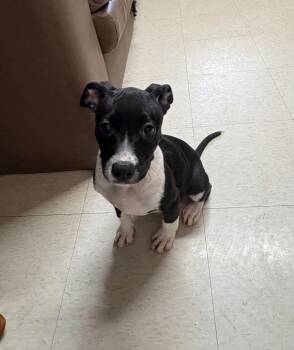 Virginia -  Australian Cattle Dog Blue Heeler and Staffordshire Bull Terrier Dog for Adoption in Fayetteville, Tennessee - Virginia | PetCurious