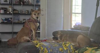 Evie May -  Shiba Inu Dog for Adoption in Waunakee, Wisconsin - Evie May | PetCurious