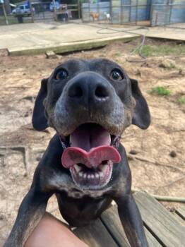 Darla -  Pit Bull Terrier and American Bulldog Dog for Adoption in Ruston, Louisiana - Darla | PetCurious