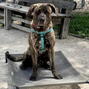 Mastiff and Mixed Breed Dogs Available for Adoption in Wheaton, Illinois - Montgomery | PetCurious