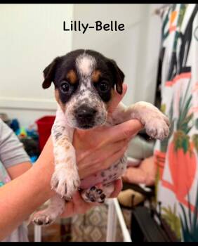 Lilly-Belle -  Jack Russell Terrier Dog for Adoption in Semmes, Alabama - Lilly-Belle | PetCurious