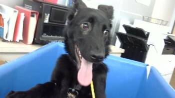 JACOB -  Mixed Breed Dog for Adoption in Dallas, Texas - JACOB | PetCurious