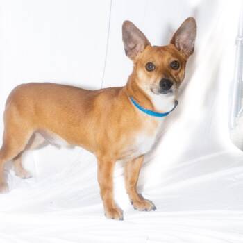 Fox -  Mixed Breed Dog for Adoption in Dickinson, Texas - Fox | PetCurious