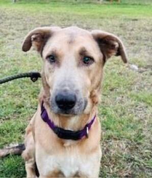 Anatolian Shepherd and Mixed Breed Dogs Available for Adoption in Frisco, Colorado - MICK | PetCurious