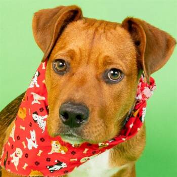 RANGO -  Pit Bull Terrier and Plott Hound Dog for Adoption in St. Louis, Missouri - RANGO | PetCurious