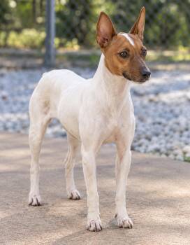 Dixie -  Rat Terrier Dog for Adoption in York, South Carolina - Dixie | PetCurious