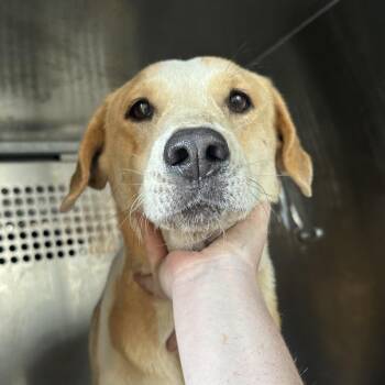 Pit Bull Terrier Dogs Available for Adoption - Claudette | PetCurious