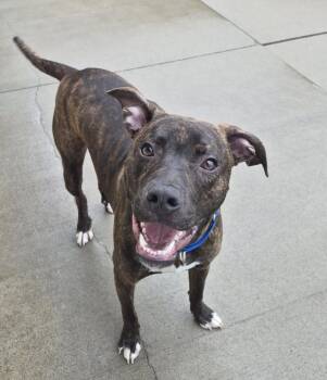 Boxer Dogs Available for Adoption in Ontario, Ohio - Blinkin | PetCurious