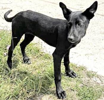 German Shepherd Dog Dogs Available for Adoption in Houston, Texas - A654435 | PetCurious