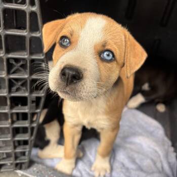 Pit Bull Terrier Dogs Available for Adoption in Austin, Texas - Bisque | PetCurious