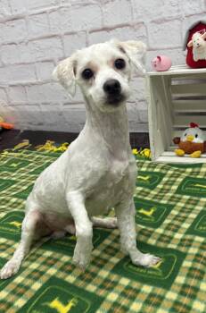 Maltipoo and Mixed Breed Dogs Available for Adoption in Oxford, Michigan - Ash | PetCurious