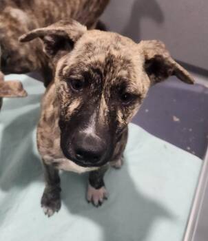 Catahoula Leopard Dog Dogs Available for Adoption - Nickles | PetCurious