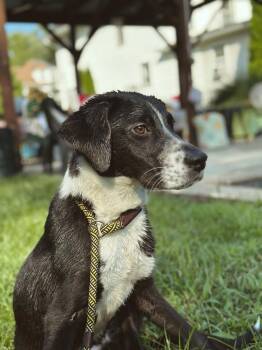 Chip -  Border Collie and Pointer Dog for Adoption in Willingboro, New Jersey - Chip | PetCurious