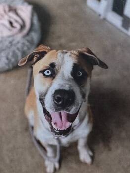 Rescue Husky Dogs for Adoption in Fort Madison, Iowa - Bear | PetCurious