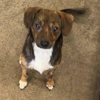 Mr. Bean -  Chihuahua and Jack Russell Terrier Dog for Adoption in Normal, Illinois - Mr. Bean | PetCurious