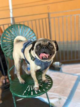 Rescue Pug Dogs for Adoption in Glen Rock, New Jersey - Jane | PetCurious