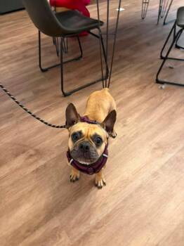 Sunday -  French Bulldog and Mixed Breed Dog for Adoption in Saugus, Massachusetts - Sunday | PetCurious