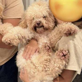 Rescue Miniature Poodle Dogs for Adoption in Broken Arrow, Oklahoma - Georgie | PetCurious