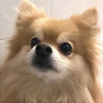 Pomeranian Dogs Available for Adoption in Fort Wayne, Indiana - Milo | PetCurious