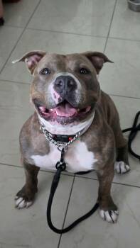 Gabby -  American Staffordshire Terrier and Pit Bull Terrier Dog for Adoption in Phoenix, Arizona - Gabby | PetCurious