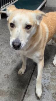 Bubbles -  German Shepherd Dog Dog for Adoption in Gold Beach, Oregon - Bubbles | PetCurious