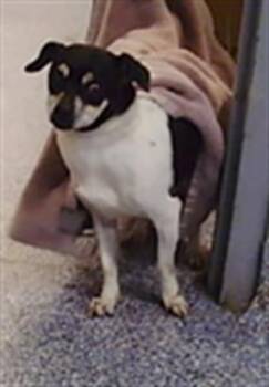 Rat Terrier and Mixed Breed Dogs Available for Adoption in Charlotte, North Carolina - A1264952 | PetCurious