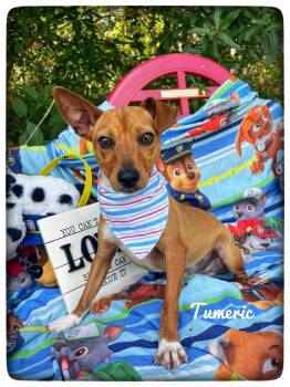 Chihuahua Dogs Available for Adoption in Sebring, Florida - Tumeric | PetCurious
