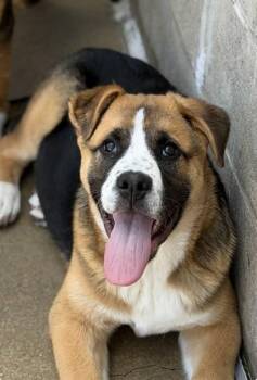 Saint Bernard Dogs Available for Adoption in Fremont, Michigan - Boris | PetCurious