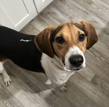 Rescue Treeing Walker Coonhound Dogs for Adoption in Maryville, Tennessee - Mabel | PetCurious