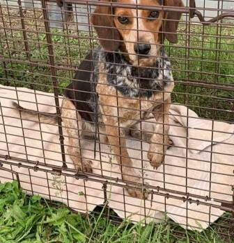 Derby -  Beagle Dog for Adoption in Kent, Washington - Derby | PetCurious