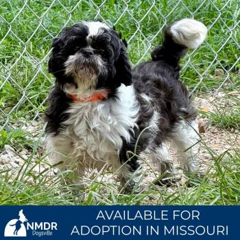 Bubbles - Missouri (JN26-82) -  Shih Tzu Dog for Adoption in Peyton, Colorado - Bubbles - Missouri (JN26-82) | PetCurious