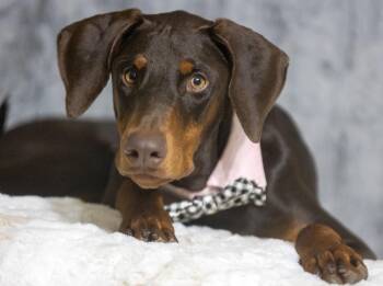 Doberman Pinscher Dogs Available for Adoption in Pearland, Texas - Joey Dion  | PetCurious