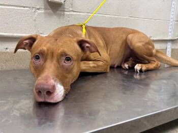 LORETTA -  American Staffordshire Terrier and Mixed Breed Dog for Adoption in Grand Prairie, Texas - LORETTA | PetCurious