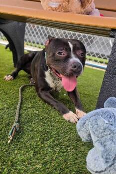 Liberty -  Mixed Breed Dog for Adoption in Cincinnati, Ohio - Liberty | PetCurious