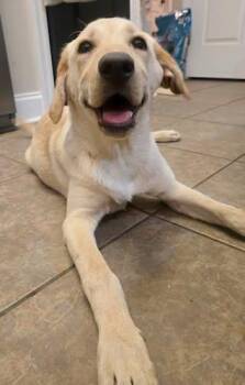 Roux 13 -  Yellow Labrador Retriever Dog for Adoption in Killingworth, Connecticut - Roux 13 | PetCurious