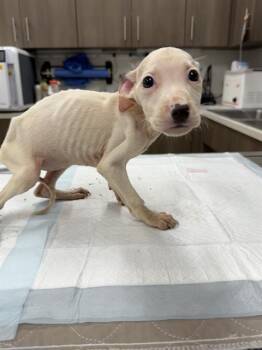 Labrador Retriever Dogs Available for Adoption in Baytown, Texas - PATELLA | PetCurious