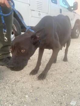 Rescue Pit Bull Terrier Dogs for Adoption in Thousand Oaks, California - Molly - URGENT! LONGTIME RESIDENT! | PetCurious